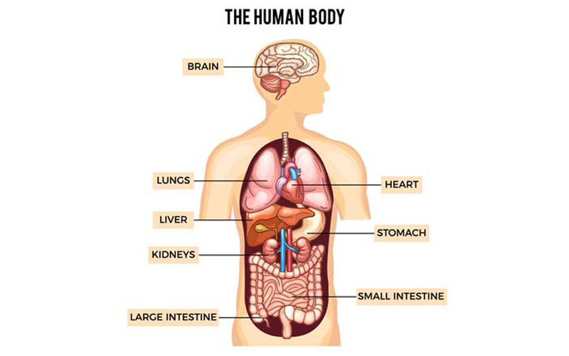 anatomical infographic design