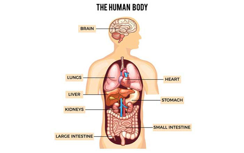 Anatomical Infographic design