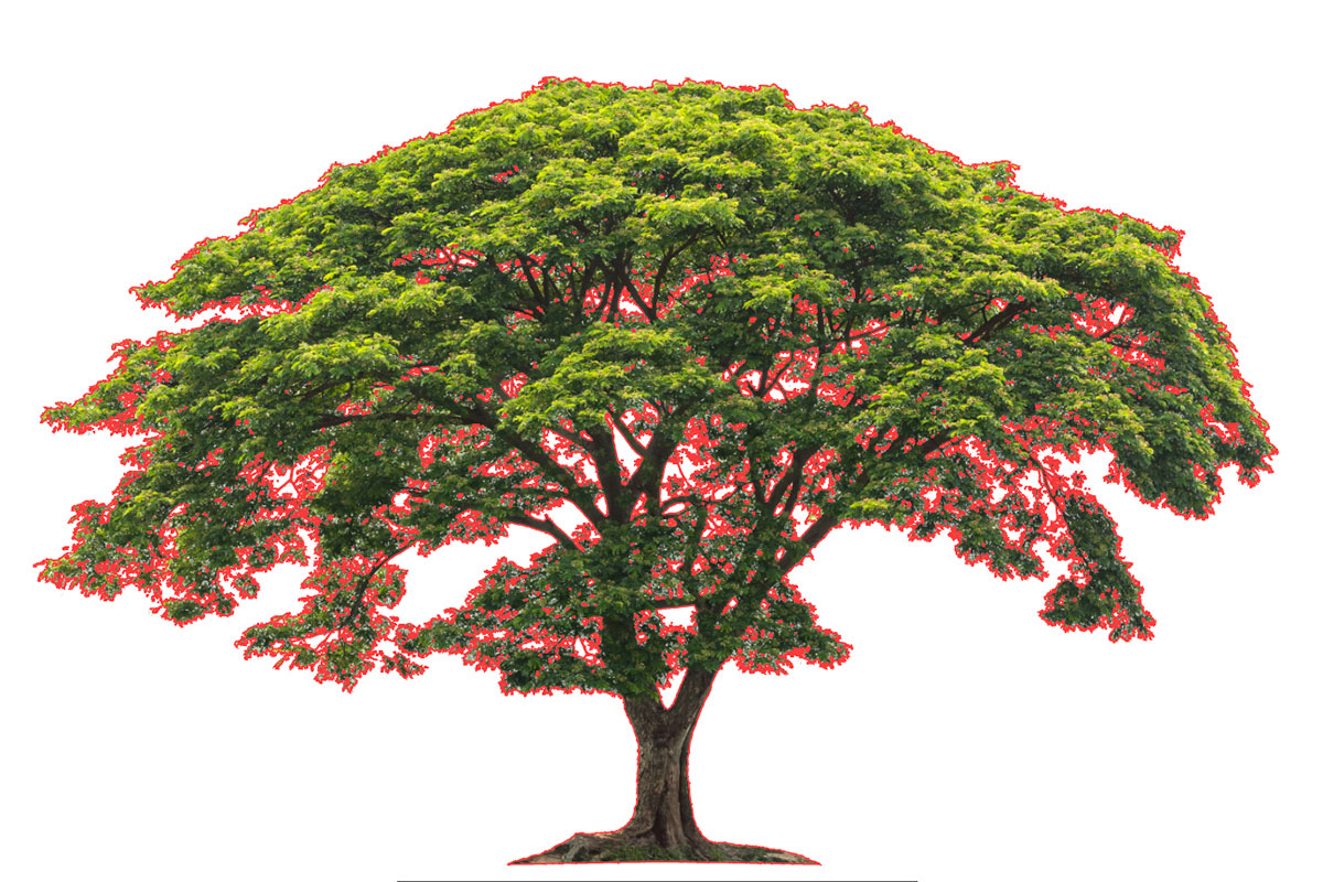 Tree and botanical subject clipping path tree and botanical subject clipping path