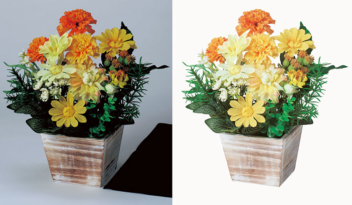 tree photo background removal